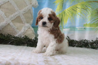 Cavapoo