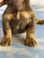 Mini Dachshund