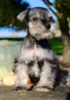 Echo Male AKC Mini Schnauzer $999