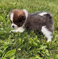 Pomeranian