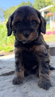 Cavapoo
