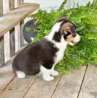 Corgi Aussie Mix