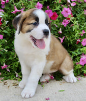 Saint Bernard