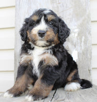 Bernedoodle