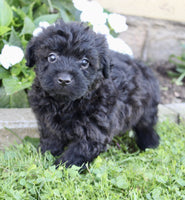 Yorkipoo