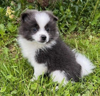 Pomeranian