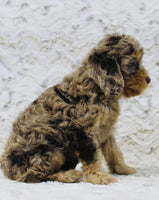 Cavapoo