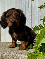 Mini Dachshund