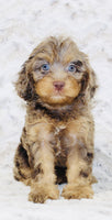 Cavapoo