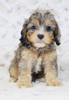 Cavapoo