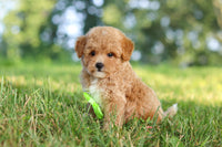 Maltipoo