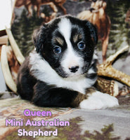 Queen Female AKC Mini Australian Shepherd $450