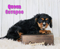 Cavapoo