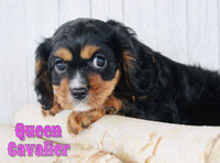 Queen Female Cavalier $650