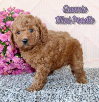 Queenie Female AKC Mini Poodle $875