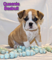 Beabull 
