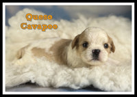 Queso Male Cavapoo $1125