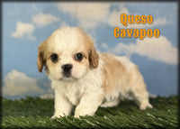 Cavapoo
