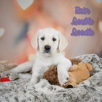 Rain Female Double Doodle $700