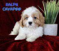 Ralph Male Cavapoo $650