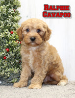 Ralphie Male F1B Cavapoo $1055