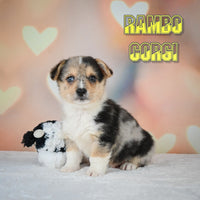 Rambo Male Corgi $825