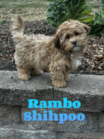 Rambo Male Shihpoo $325