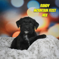 Randy Male Mountain Feist Mix $475