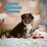 Ranger Male Australian Shepherd $350