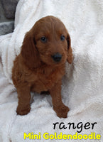 Ranger Male F1B Mini Goldendoodle $750