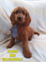 Ranger Male F1B Mini Goldendoodle $595