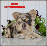Raptor Male AKC Fluffy French Bulldog $3150