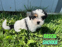 Rascal Male Shorkie $500