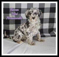 Raven Female Mini Portidoodle $1395
