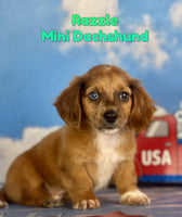 Razzle Male ACA Mini Dachshund $1375