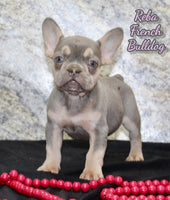 Reba Female AKC French Bulldog $1400