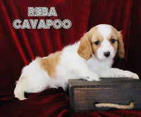 Cavapoo