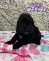 Reba Female Cavapoo $700