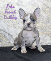 Reba Female AKC French Bulldog $1600