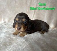 Reed Male AKC Mini Dachshund $2125