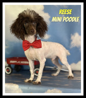 Reese Male Mini Poodle $500