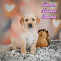 Reeses Female Double Doodle $700