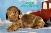 Reggie Male AKC Mini Dachshund $2625