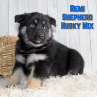 Remi Male Shepherd Husky Mix $1500