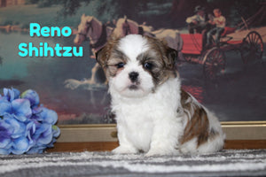  Shihtzu