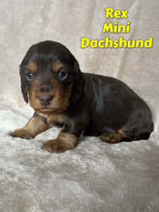  Mini Dachshund