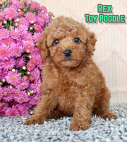 Rex Male AKC Toy Poodle $875