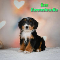 Rex Male F2 Mini Bernedoodle $850