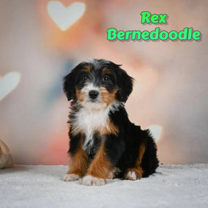 Mini Bernedoodle