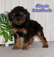 Rhonda Female AKC Mini Poodle $750